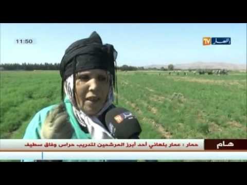 الشلف: الحاجة حليمة و رفيقاتها..مثال عن المرأة الريفية الفلاحة المكافحة