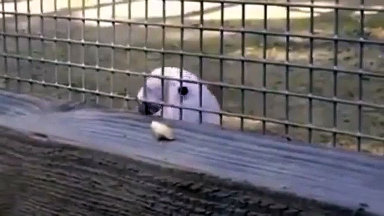 A very smart parrot solving a challenging problem