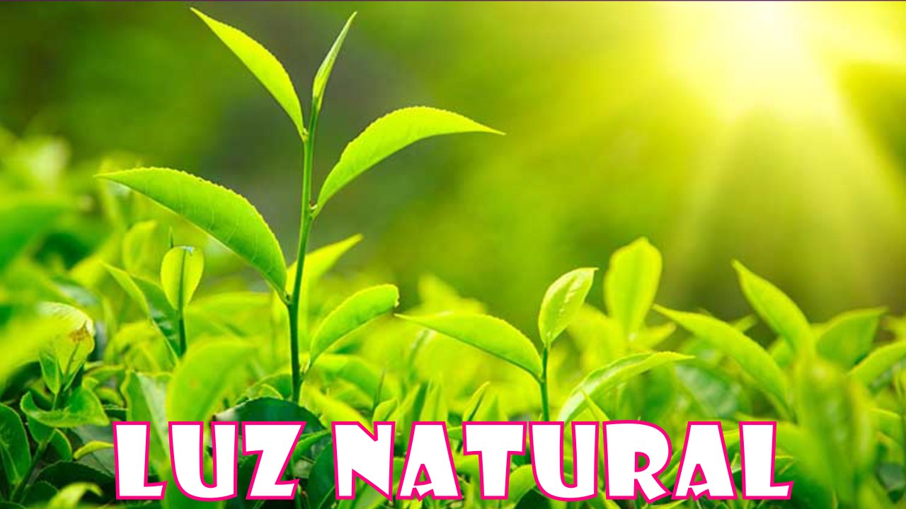 Fuentes de luz natural: Energia natural mediante fotosintesis en plantas lampara.