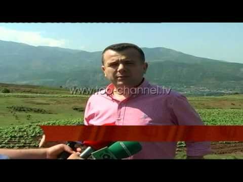 Librazhd, mbjellja e duhanit - Top Channel Albania - News - Lajme