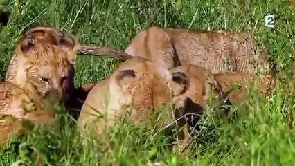 Une Journee Dans La Savane 2015 Documentaire Français NEW