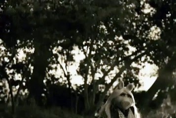 Miss Piggy parodies Adele's Hello for American Music Awards promo