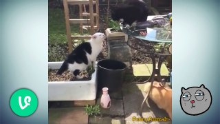 Funny and Cute Cat Vines - Funny Cats Videos 2015