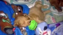 Pacifiers. Funny puppies with pacifiers and nipples