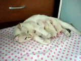 Happiness mother cat. Funny cat and her kittens