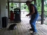 Dance with a raccoon. Funny raccoon dancing with the owner