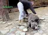 Tapir likes to be petted. Funny animals in the zoo tapirs