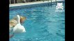 Pato montando um cão. Cão engraçado com um pato divertido flutua nela para trás na piscina