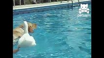 Pato montando um cão. Cão engraçado com um pato divertido flutua nela para trás na piscina