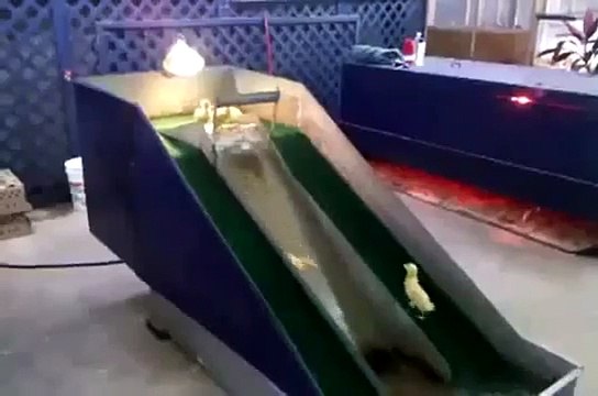 Diapositives canard. Canetons drôles sur le toboggan