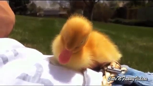 DuckTales (partie 2). canetons drôles