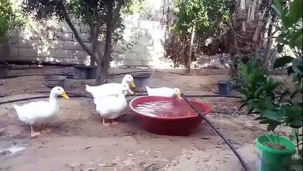 Água potável incomum Duck. engraçado do pato