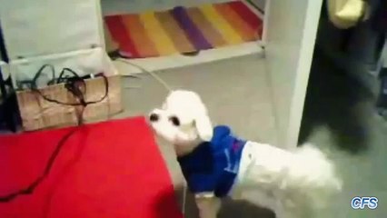 Download Video: Secador de cabelo contra o cachorro. Filhotes de cachorro engraçados que lutam com secador de cabelo