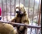 Urso tímido. Urso engraçado hesite
