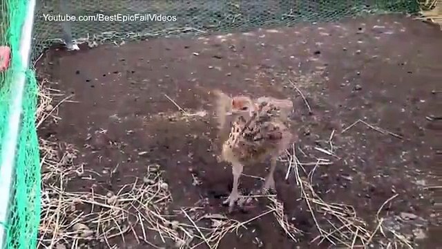 Dança avestruzes. Avestruzes engraçadas dança