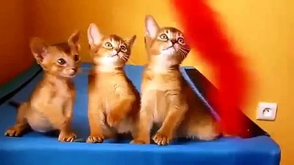 Download Video: Gatinhos Abyssinian Trio. gatinhos engraçados