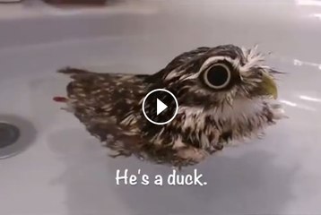 Who has the heart to break it to this owl that he's not a duck?
