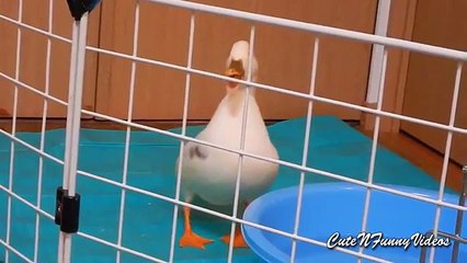 DuckTales (parte 3). Patos divertidos entre nosotros