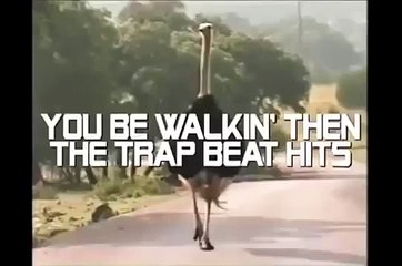 Strauss-bailarín. Baile divertido avestruz