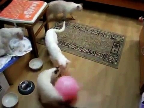 Fútbol de gato tailandés. Gato tailandés divertido jugando con una pelota