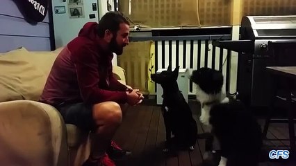 Ahora usted no puede levantarse del sofá. Divertido servicio de dueños de perros