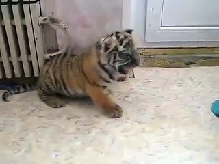 Tigre-gatito. El tigre fresco Inicio