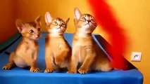 Gatitos abisinios Trio. gatitos divertidos