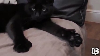 En un gato negro es correcto. Gato divertido muestra la clase