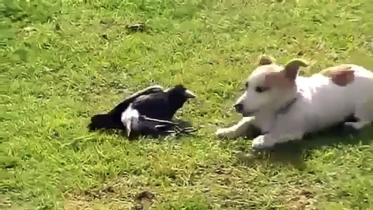 Odd Couple chiot et un corbeau. Drôle chiot et le corbeau plaisir à jouer