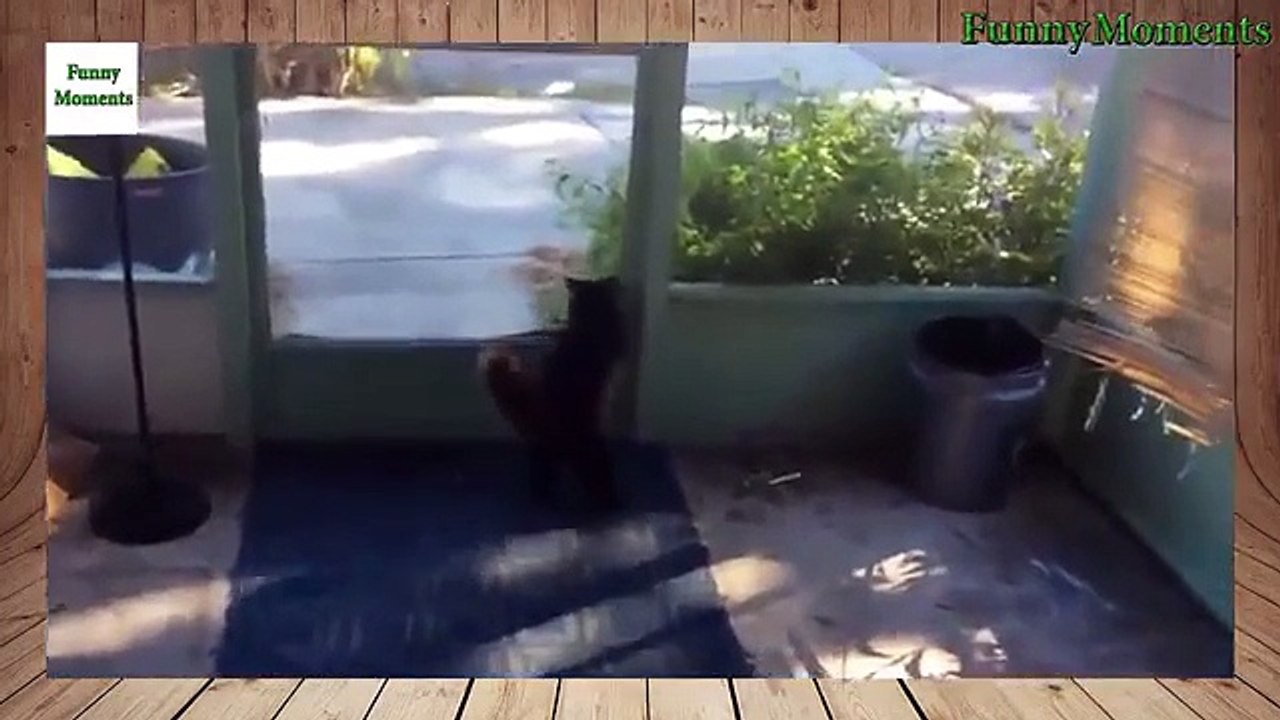 Chats fous. Cats jouent et se comportent comme ils veulent