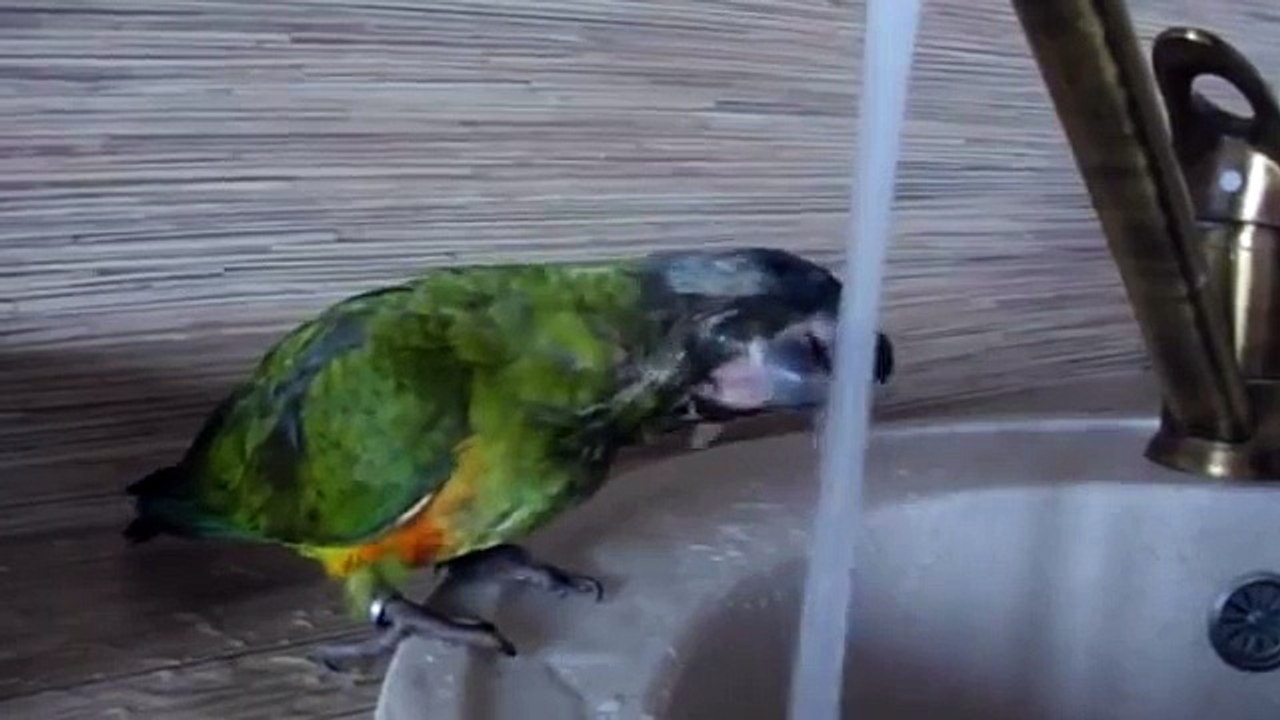 Sushnyak Même un perroquet perroquets est sushnyak