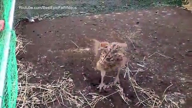 Danse autruches. Autruches drôles de danse