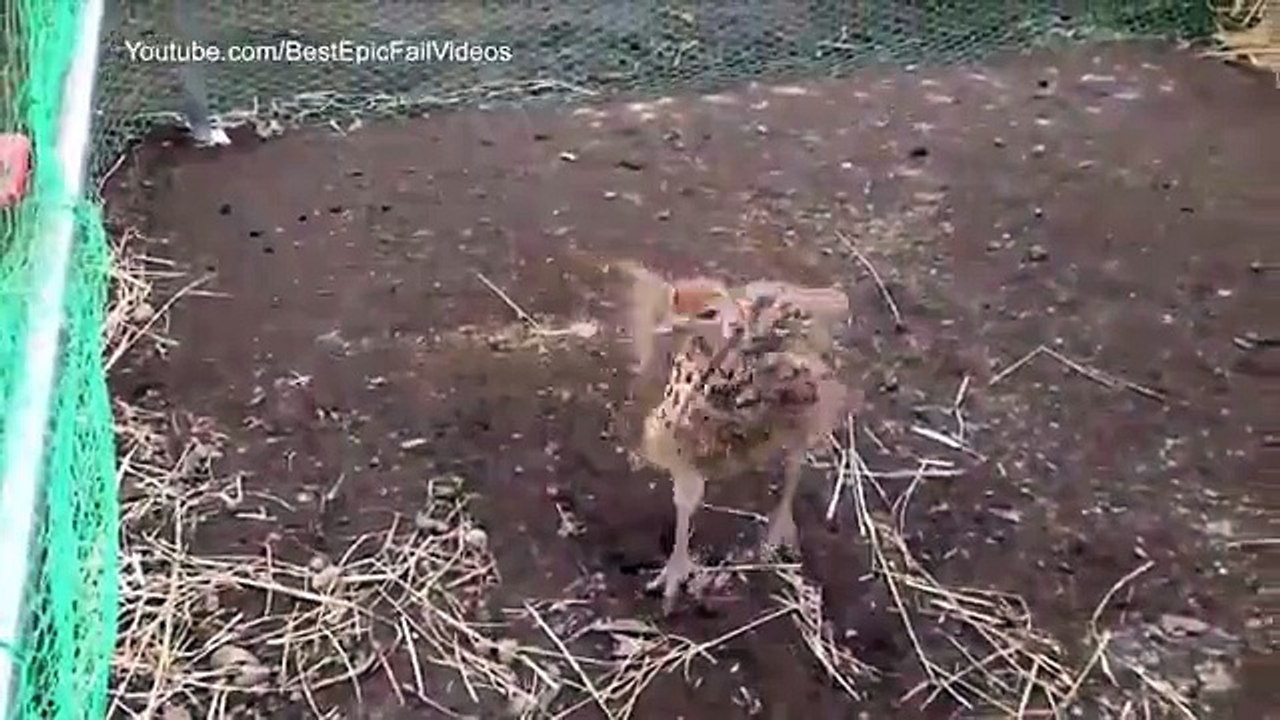 Danse autruches. Autruches drôles de danse