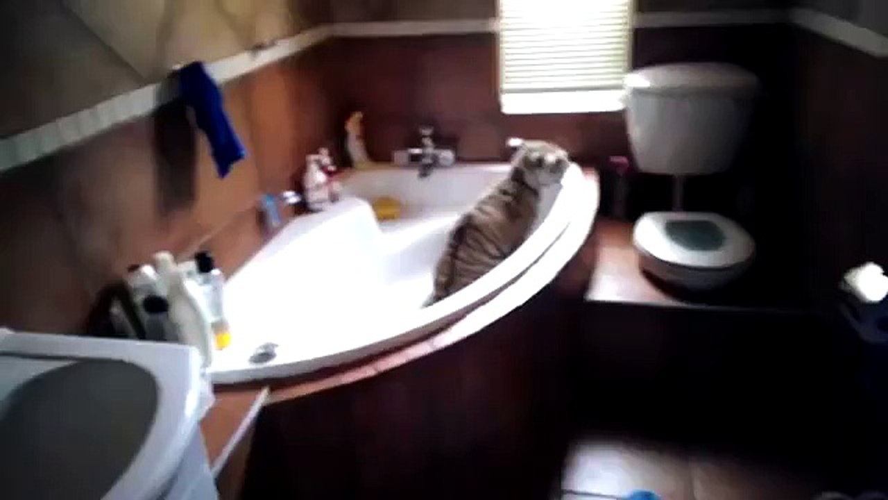 Tiger à la maison. Accueil cub