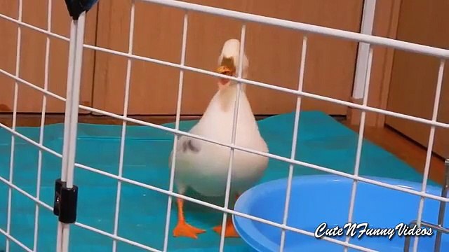 Утиные истории (часть 3). Смешные утки среди нас