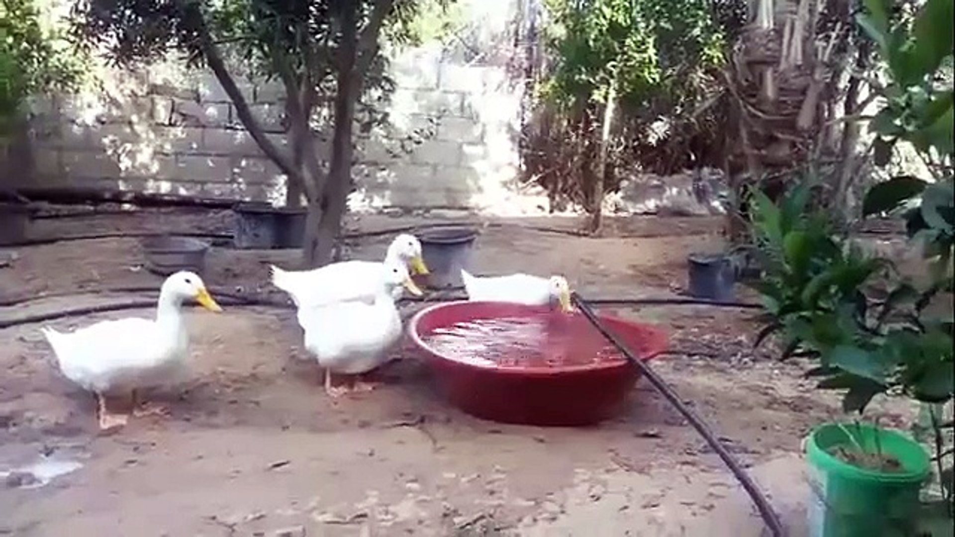 ⁣Утка необычно пьёт воду. Смешная утка