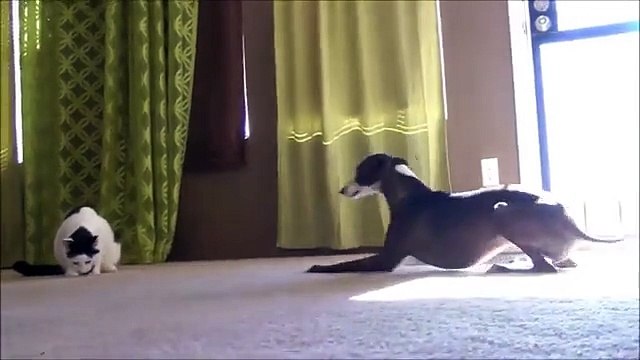 Соседи по общежитию. Смешная кошка и две весёлые собаки