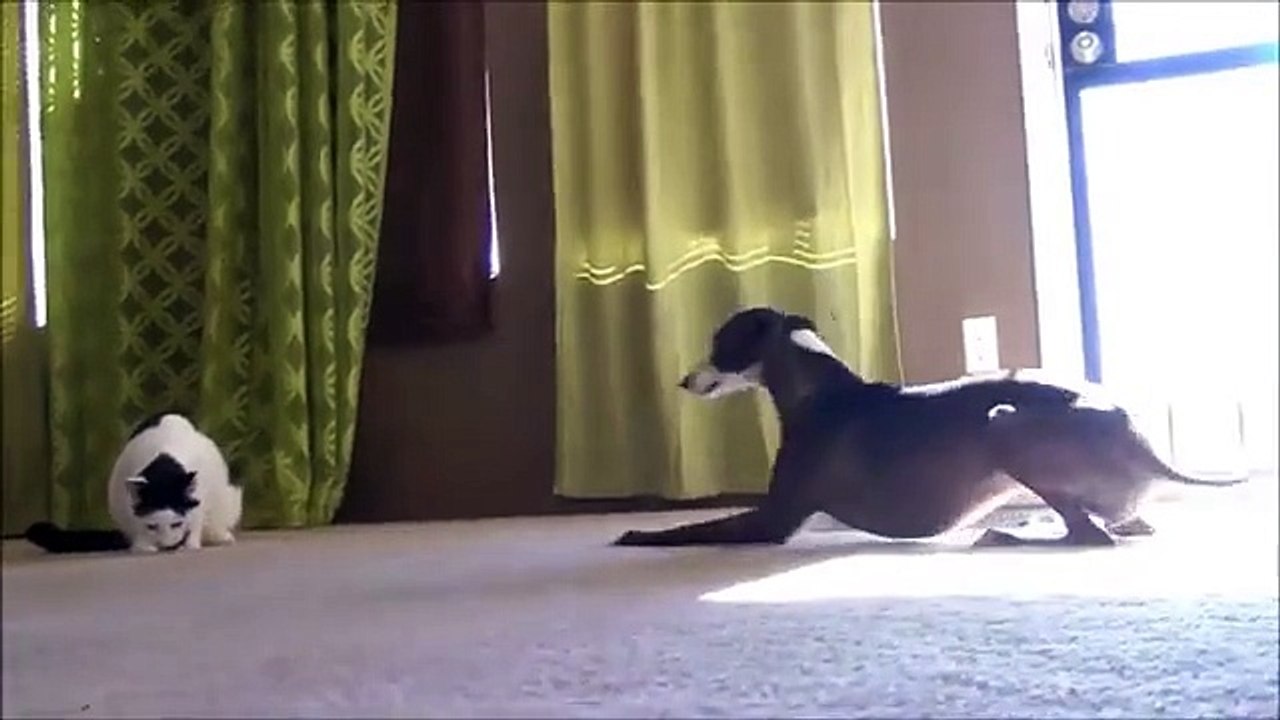 Соседи по общежитию. Смешная кошка и две весёлые собаки