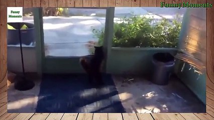 Сумасшедшие коты. Кошки играют и ведут себя как хотят