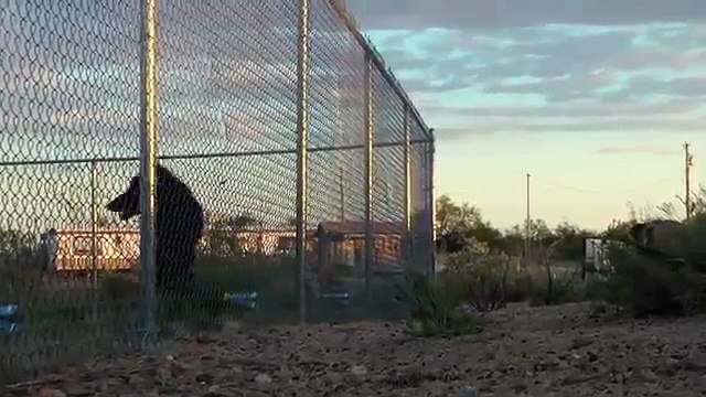 Счастливые овцы пасутся под наблюдением волка и собак. Волки, собаки и овцы