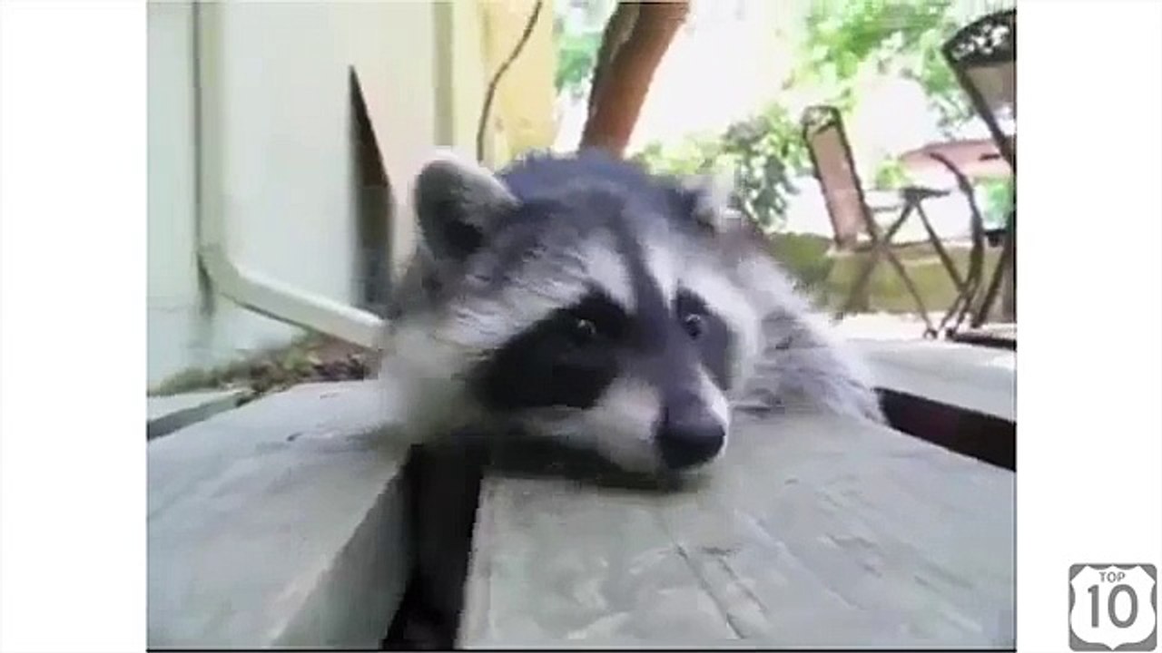 У енота тоже есть заначка. Смешной енот