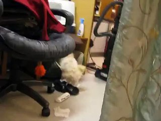 Surpris en train de faire une bêtise, un chiot décide de tuer le témoin