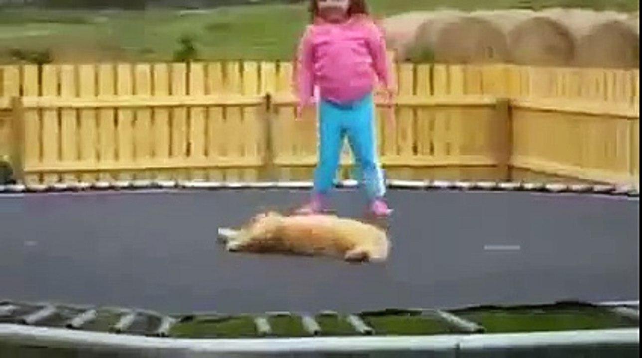 極限状態でスリープ。トランポリンのおかしい猫