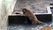 水と一緒に遊んでタイガース。動物園で面白い虎