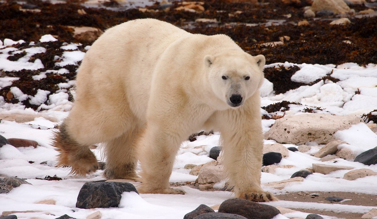Black bears, grizzly bears and polar bears