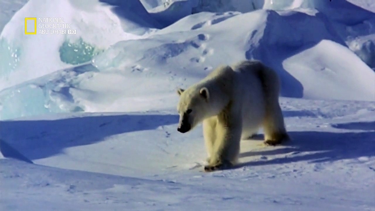 المفترسات HD : أنا وحش - الدب القطبي