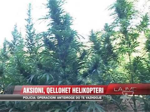 Rinis operacioni anti-kanabis në Dukagjin - News, Lajme - Vizion Plus