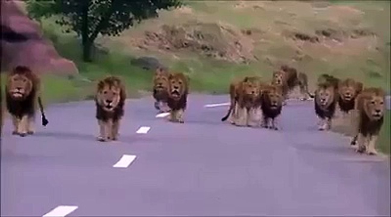 Lion's