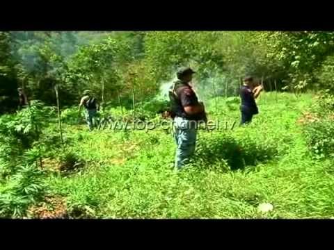 Operacioni anti-kanabis “Dukagjini” - Top Channel Albania - News - Lajme