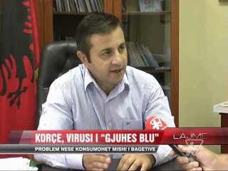 Korçë, virusi i “gjuhës blu”  - News, Lajme - Vizion Plus